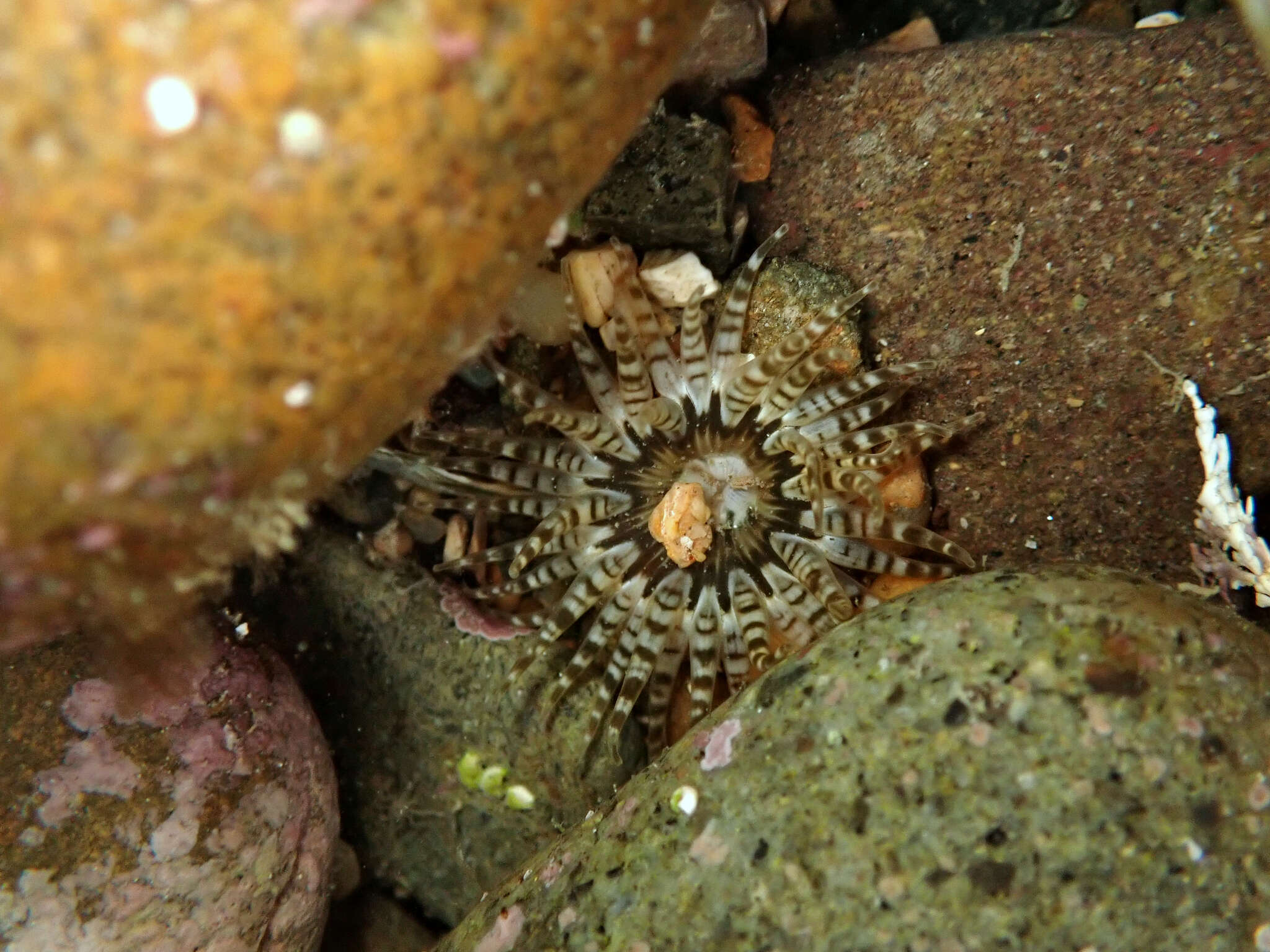 Image of Anthopleura rosea (Stuckey & Walton 1910)