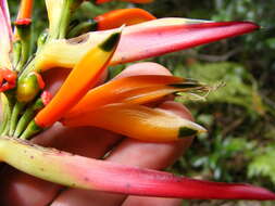 Image of Heliconia hirsuta L. fil.