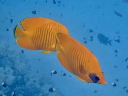 Image of Addis Butterflyfish