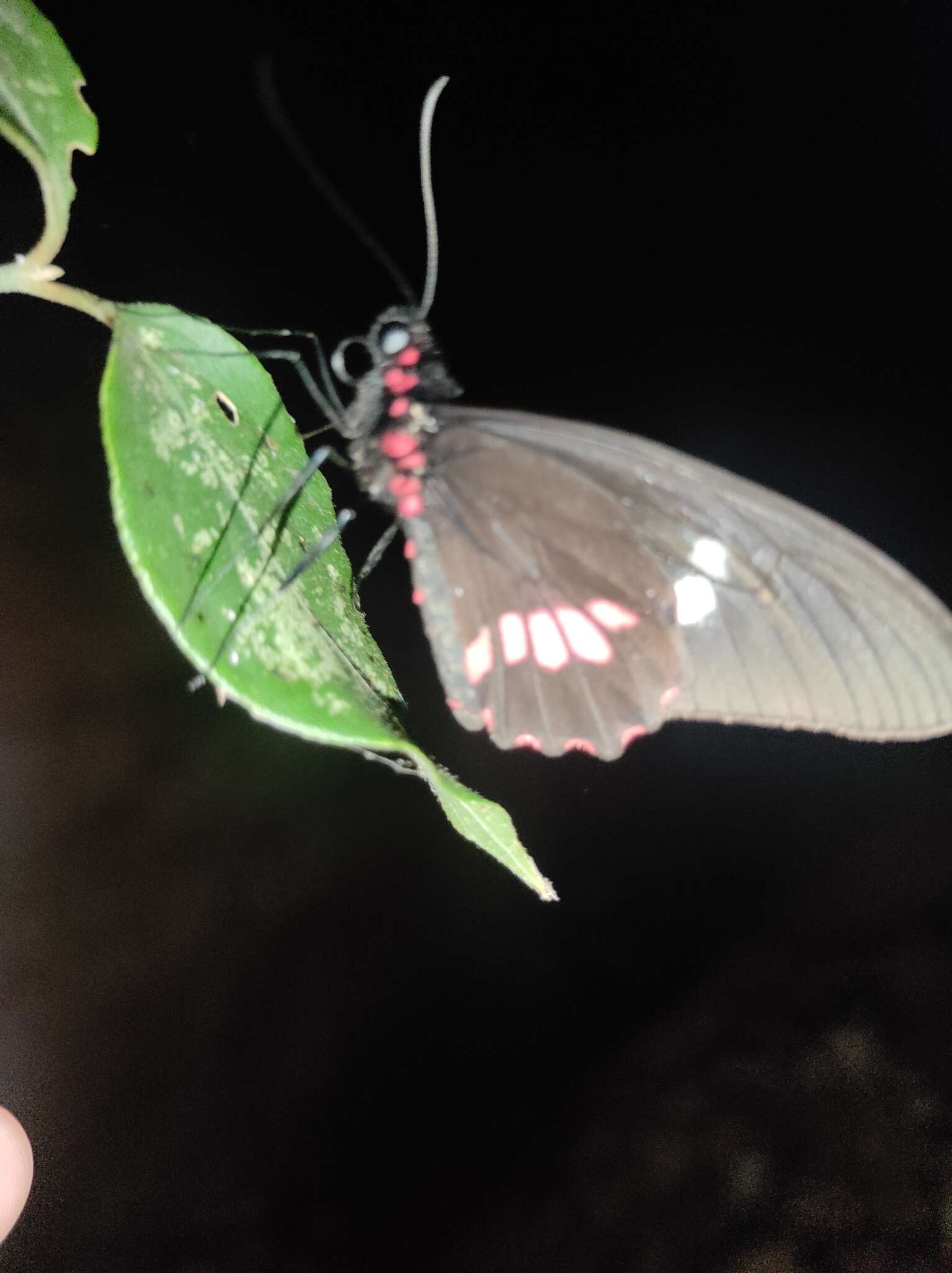 صورة <i>Parides eurimedes mylotes</i> (Bates 1861)