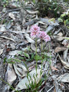 Ptilotus drummondii (Moq.) F. Müll.的圖片