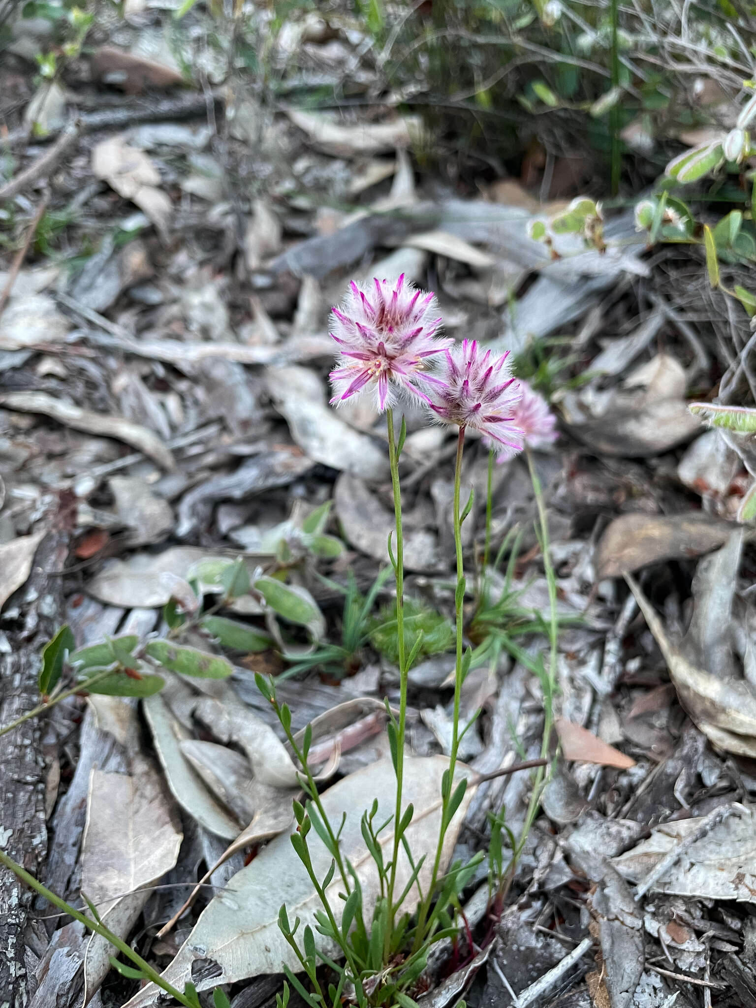 Ptilotus drummondii (Moq.) F. Müll.的圖片