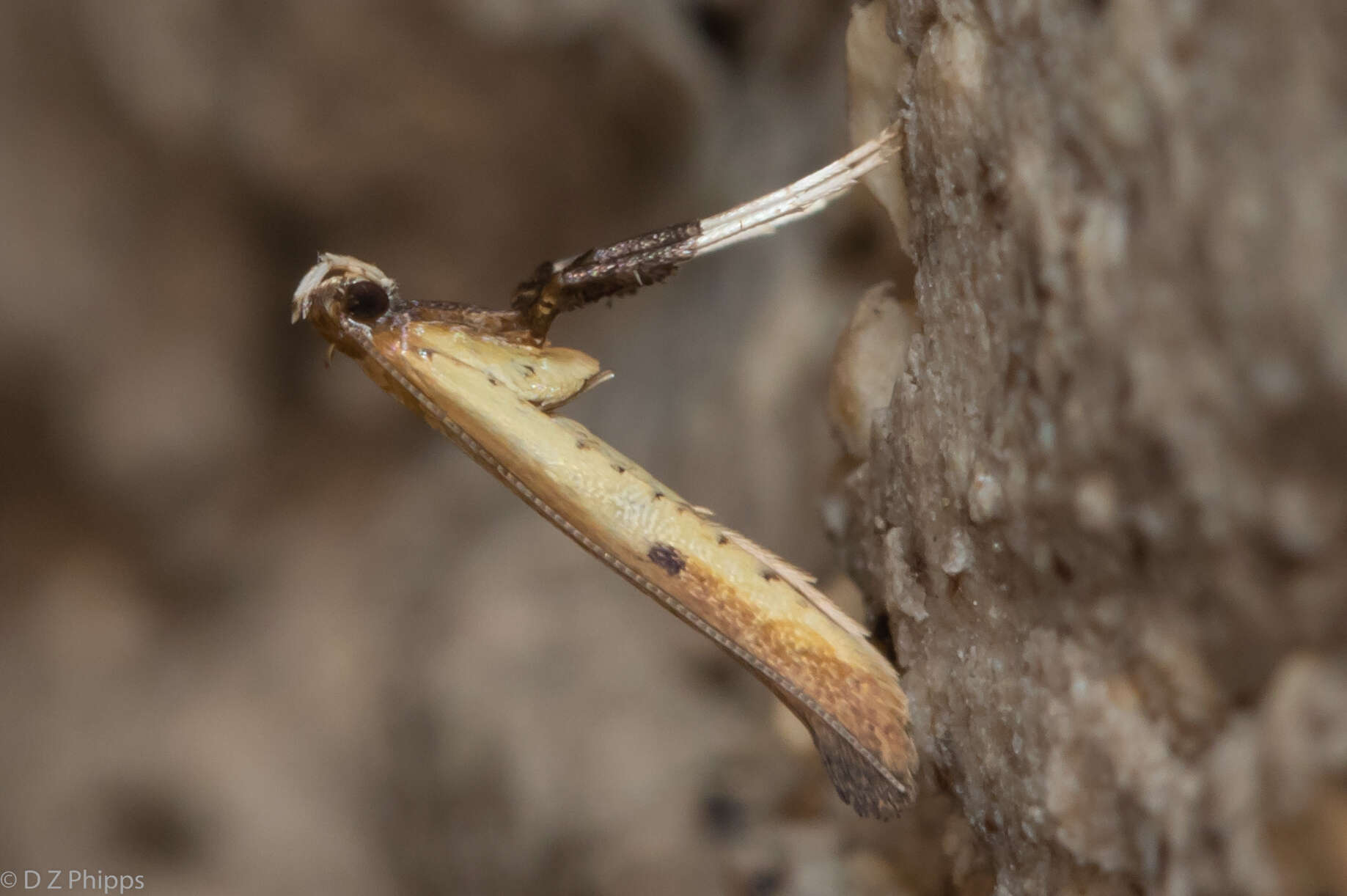 Image of Caloptilia violacella (Clemens 1860)