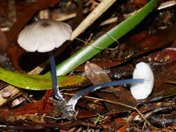 Image of Entoloma albidocoeruleum G. M. Gates & Noordel. 2007