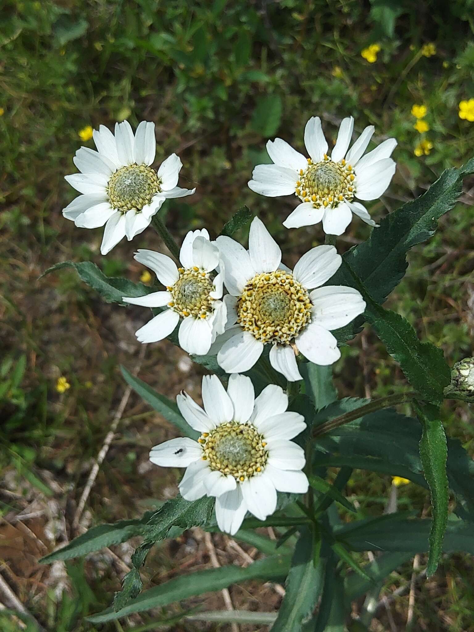 Слика од Achillea ptarmica subsp. macrocephala (Rupr.) Heimerl