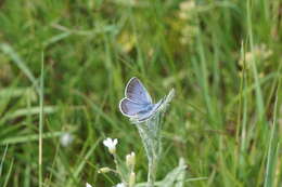 Image of Icaricia icarioides blackmorei