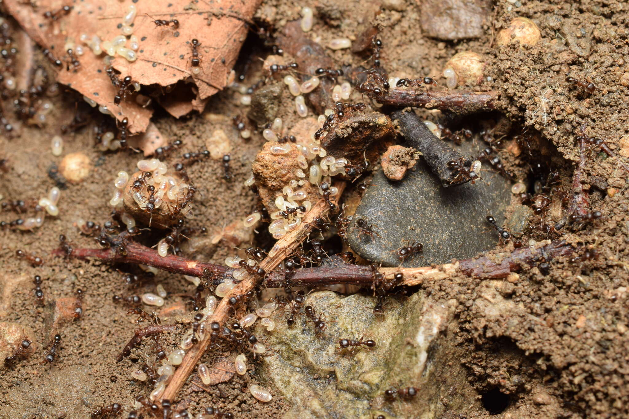 Image of Japanese Pavement Ant