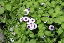 Image of annual phlox