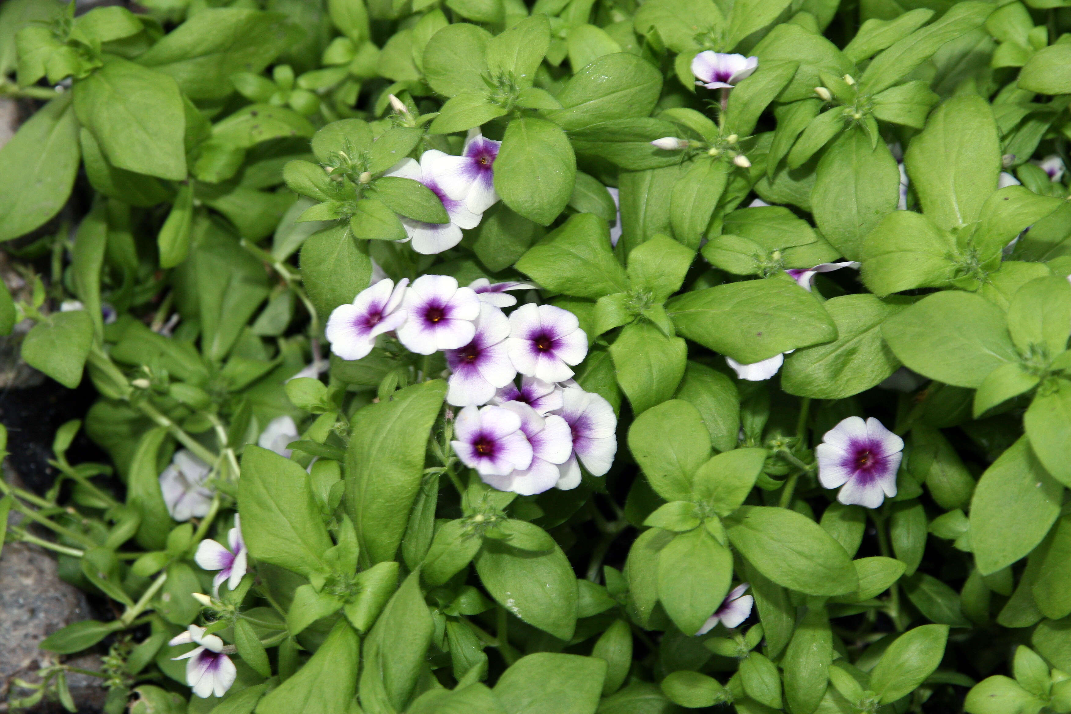 Image of annual phlox