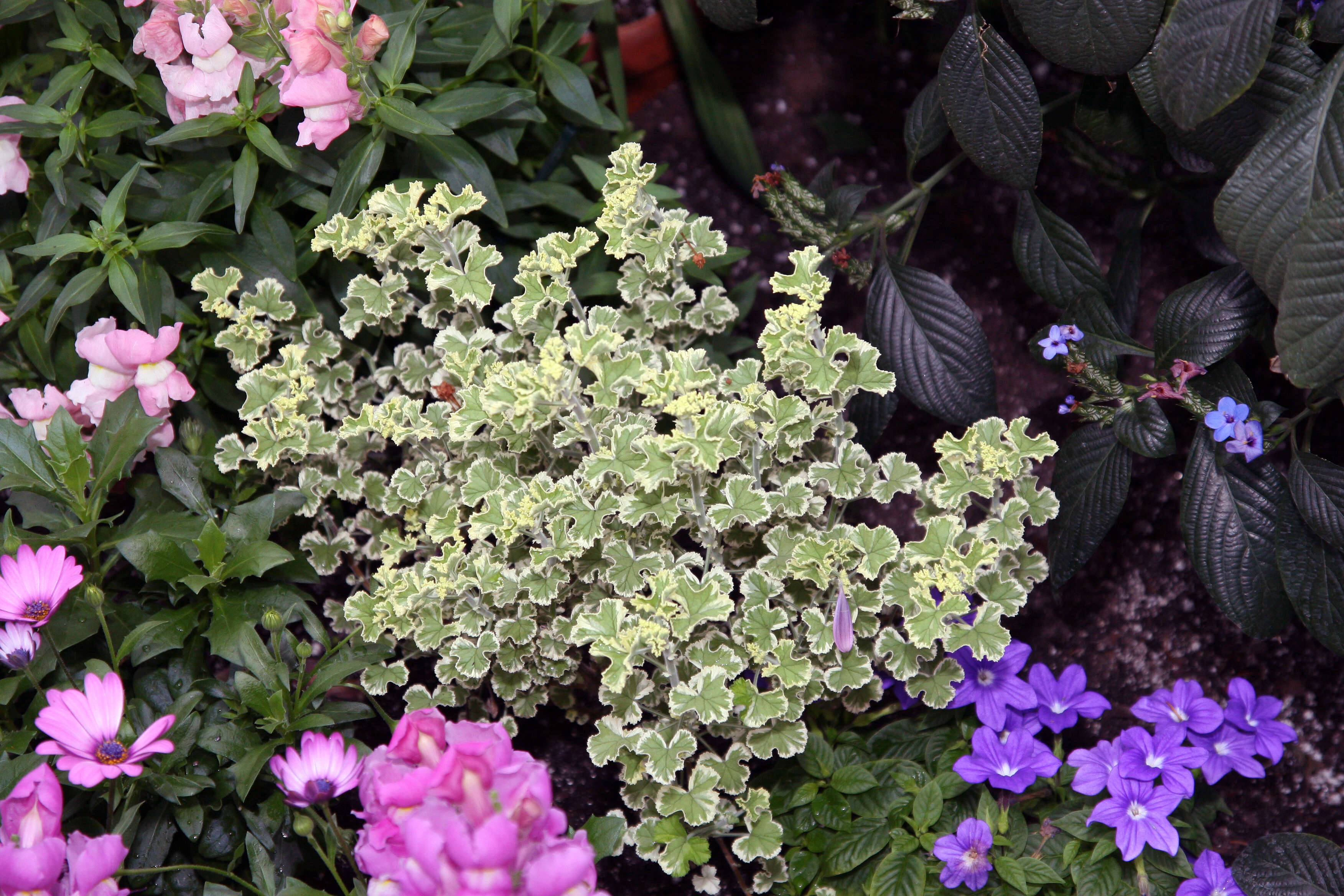 Image of Pelargonium crispum (Berg.) L'Her.