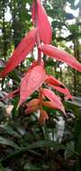 Image of Billbergia morelii Brongn.