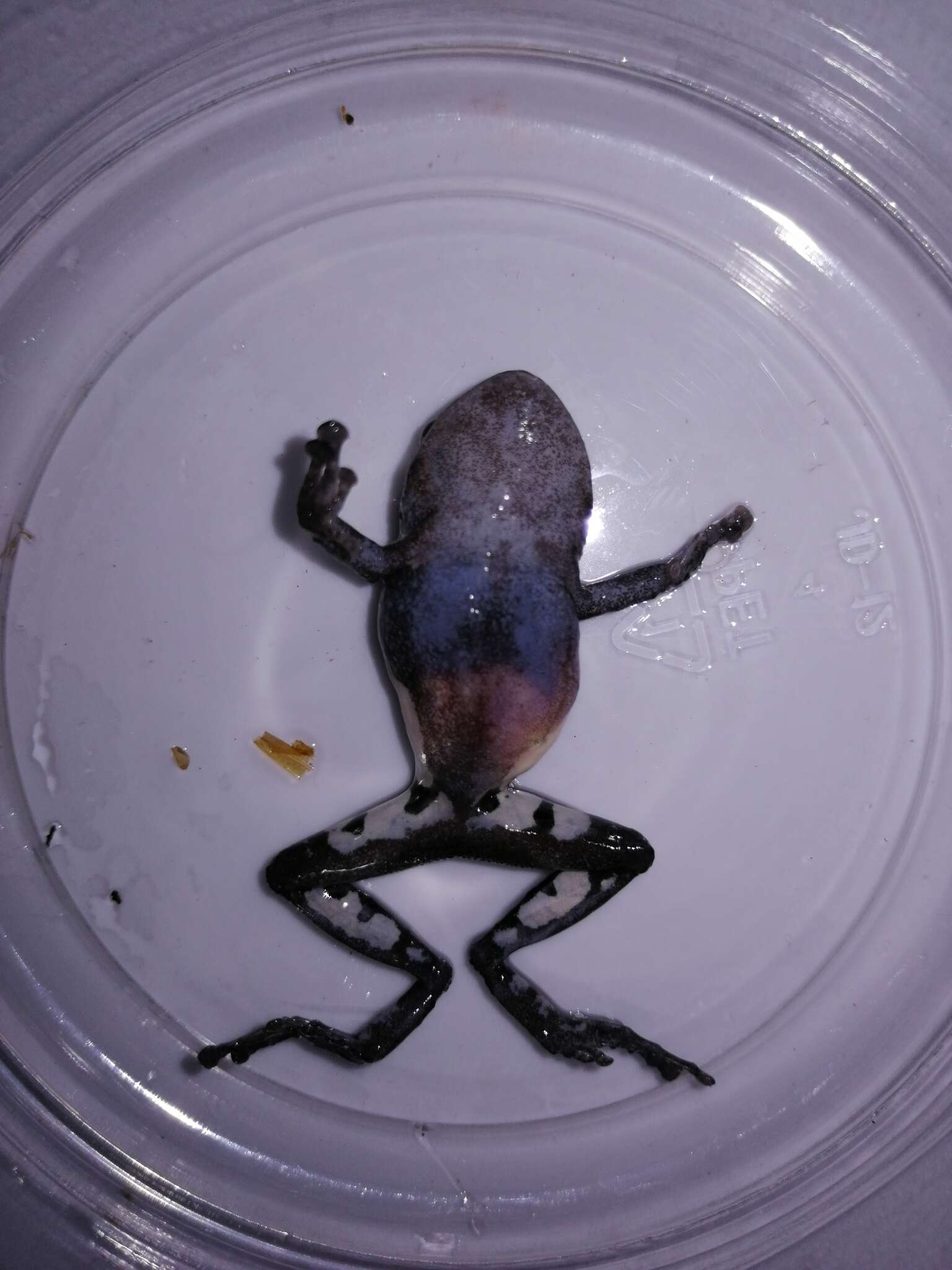 Image of Pristimantis pardalis (Barbour 1928)