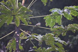 Image of Slaty-capped Flycatcher