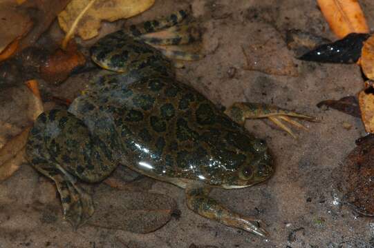 Xenopus petersii Bocage 1895 resmi