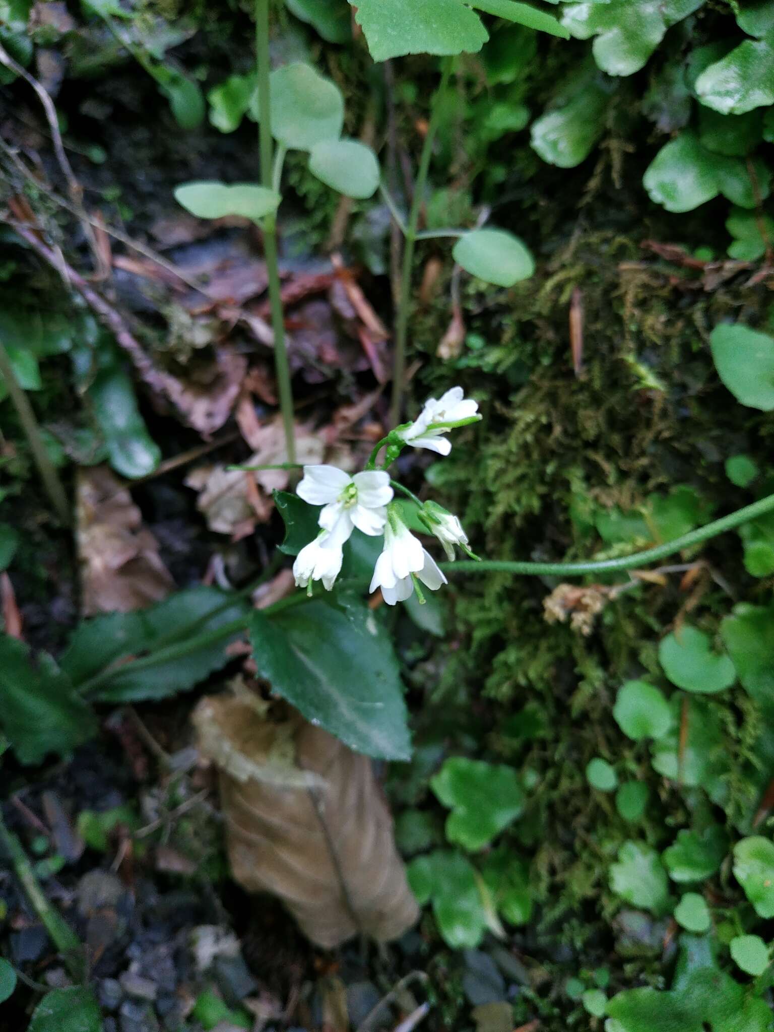 Sivun Arabis nordmanniana Rupr. kuva