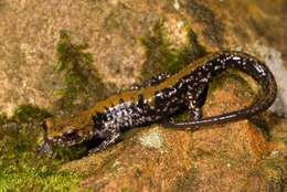 Image de Plethodon petraeus Wynn, Highton & Jacobs 1988