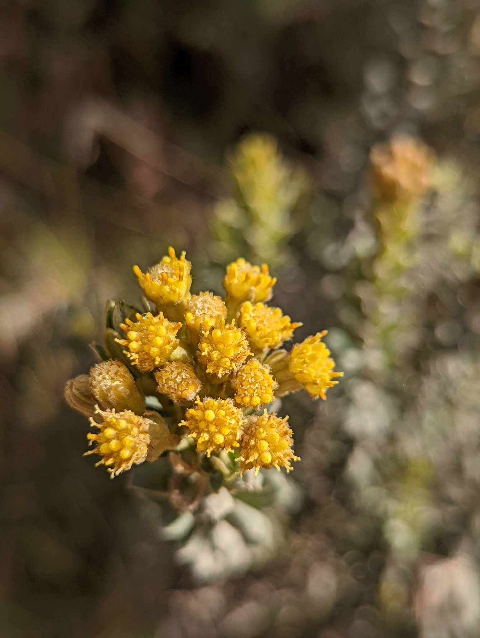 صورة Monticalia ledifolia (Kunth) C. Jeffrey