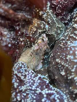 Image of Lesser sculpin