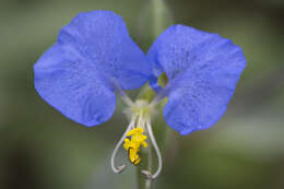 Image of Blousel Blommetjie