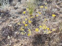 Achillea micrantha Willd. resmi