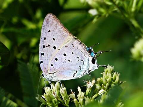 Imagem de Pseudolycaena marsyas (Linnaeus 1758)