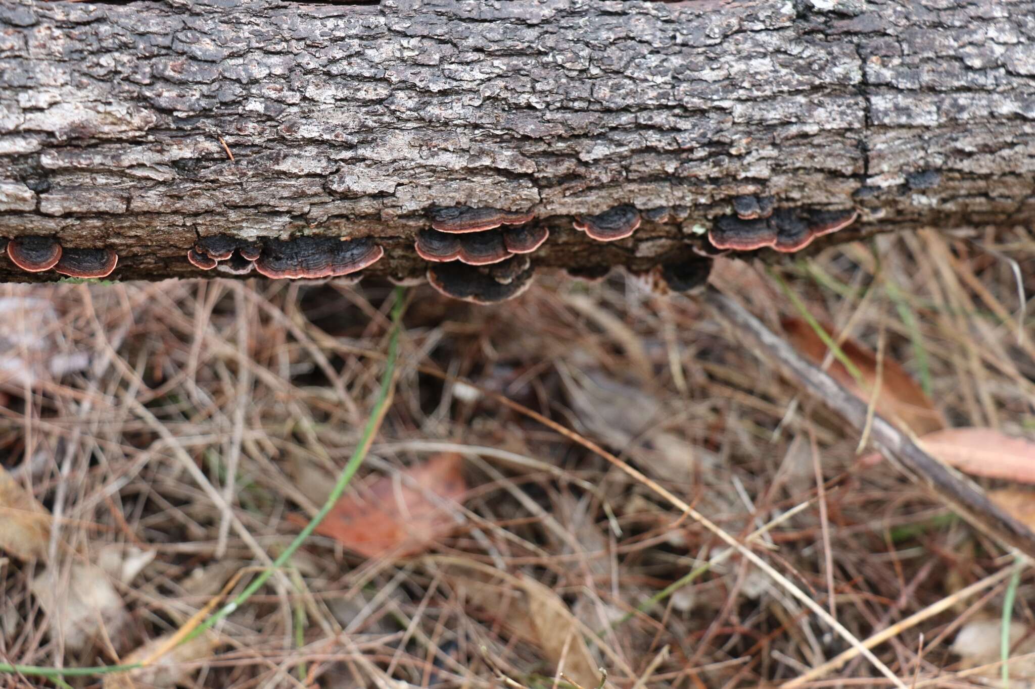 Image of Phaeotrametes decipiens (Berk.) J. E. Wright 1966