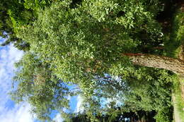 Image of Cork Oak