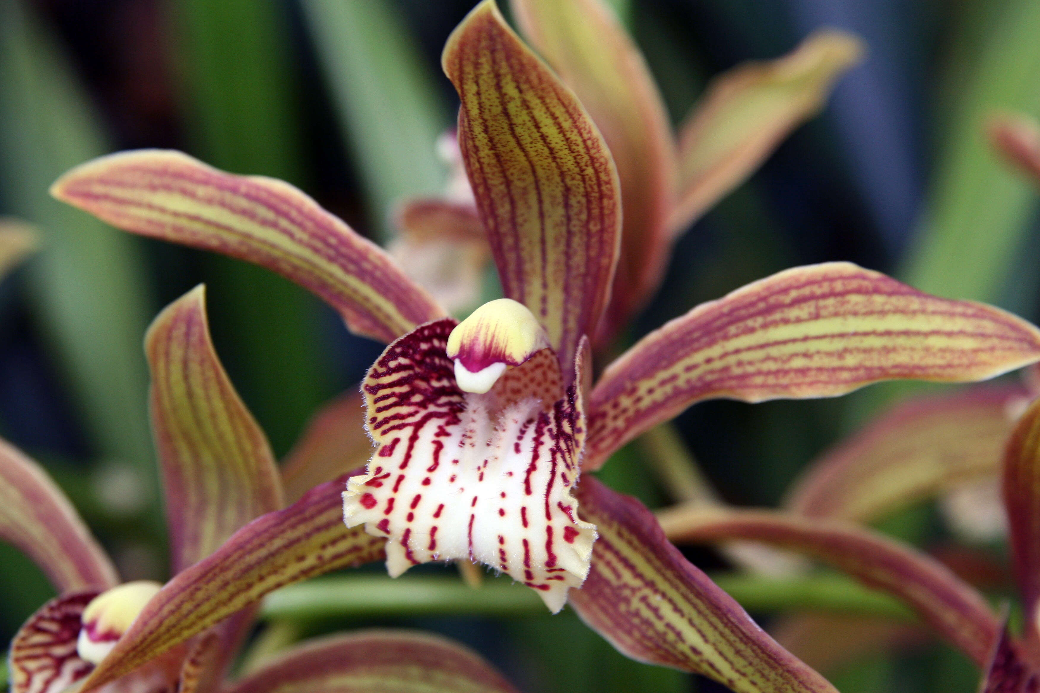 Image of Cymbidium tracyanum L. Castle