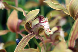 Image of Cymbidium tracyanum L. Castle