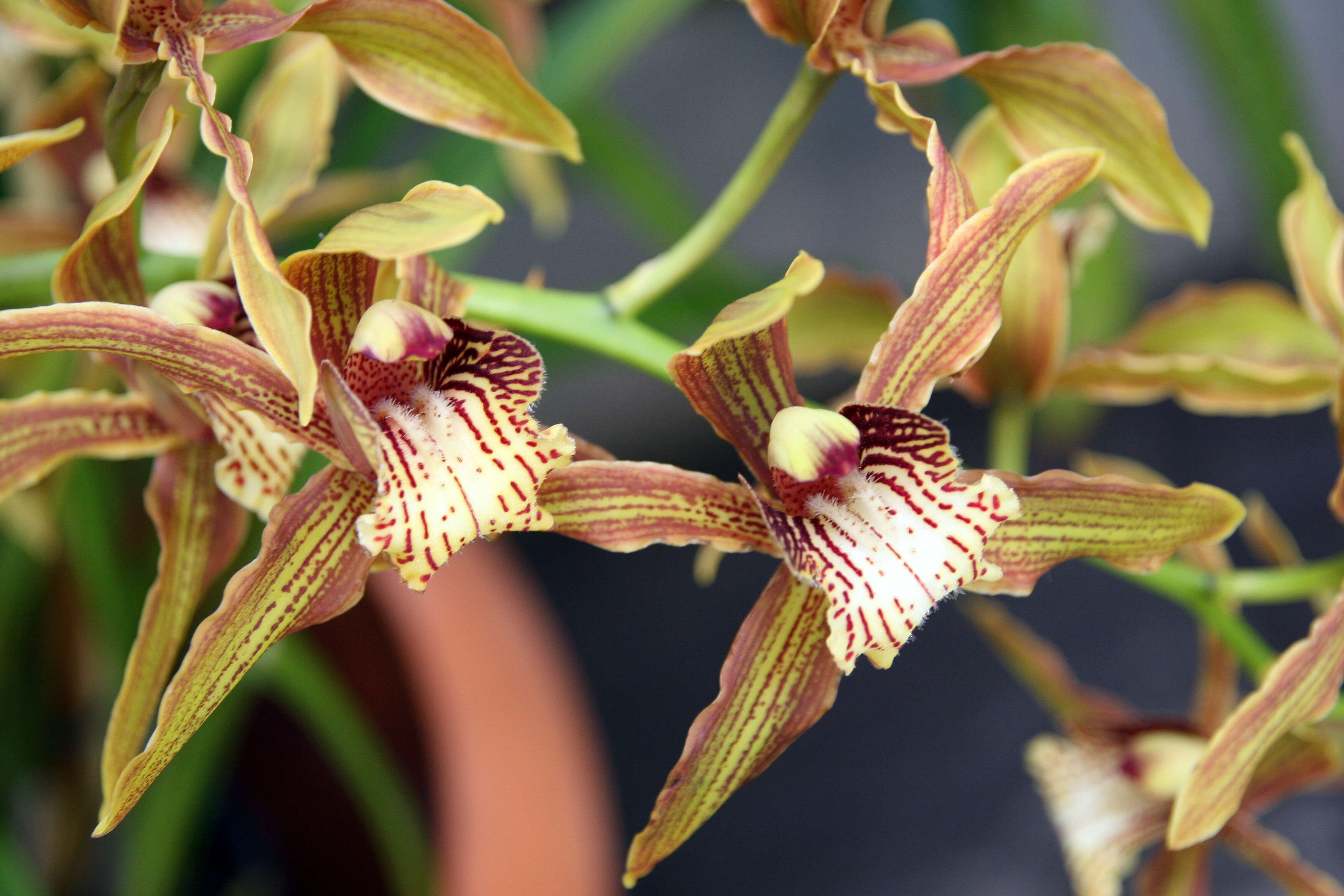 Image of Cymbidium tracyanum L. Castle