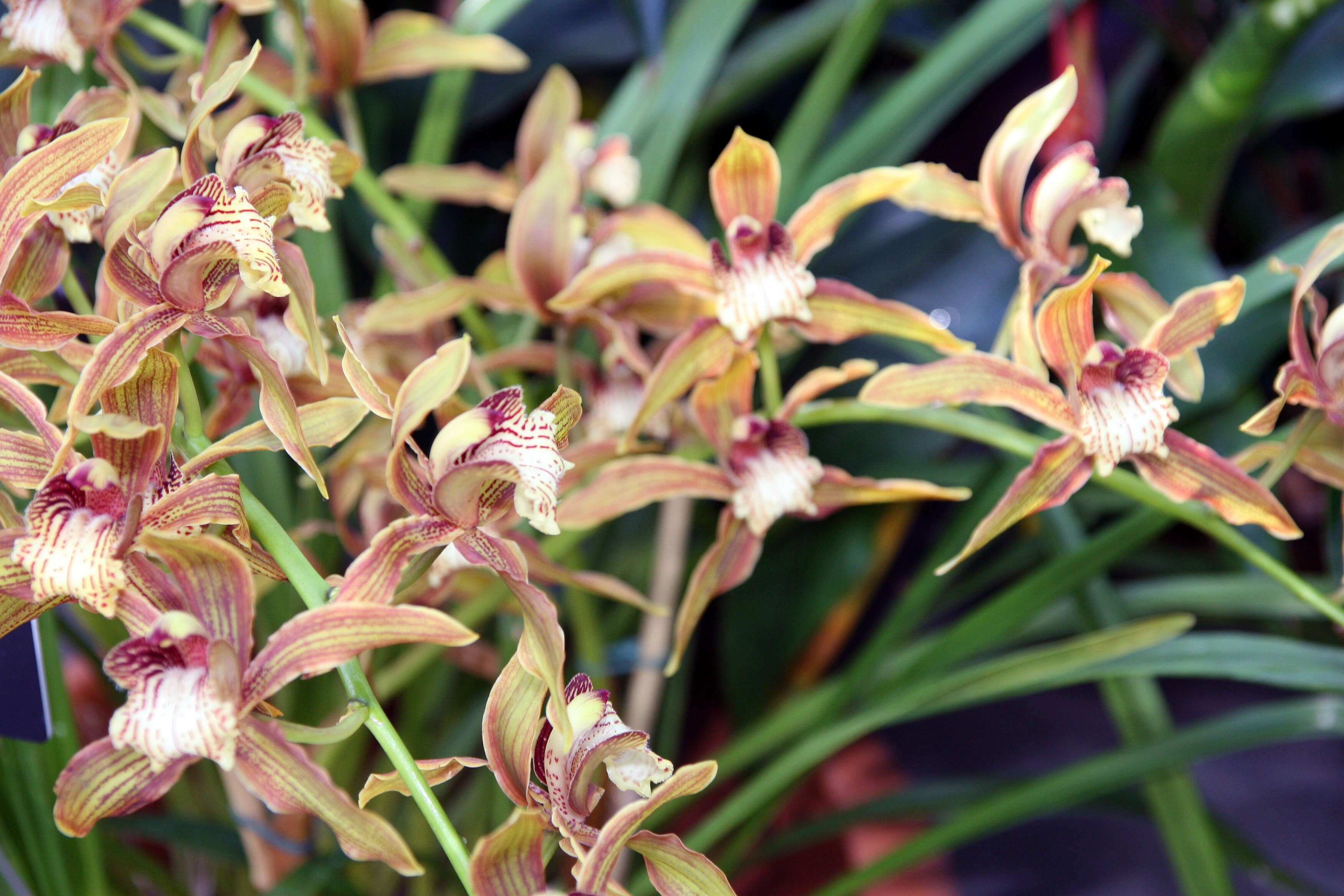 Image of Cymbidium tracyanum L. Castle