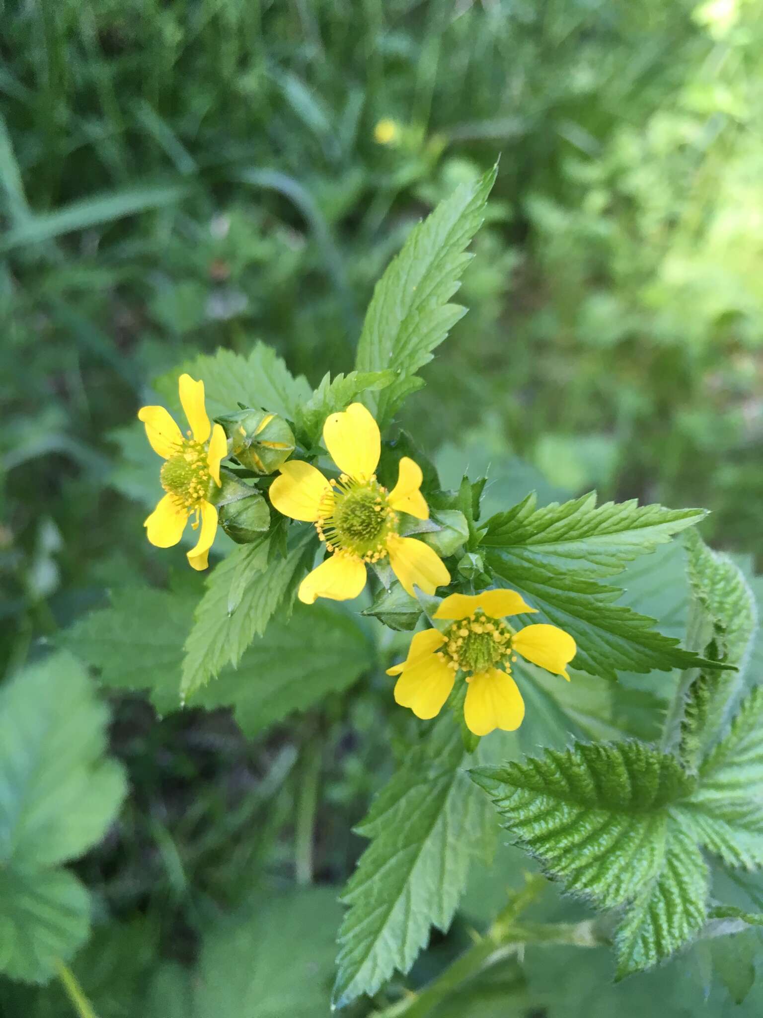 Image de Geum macrophyllum var. macrophyllum