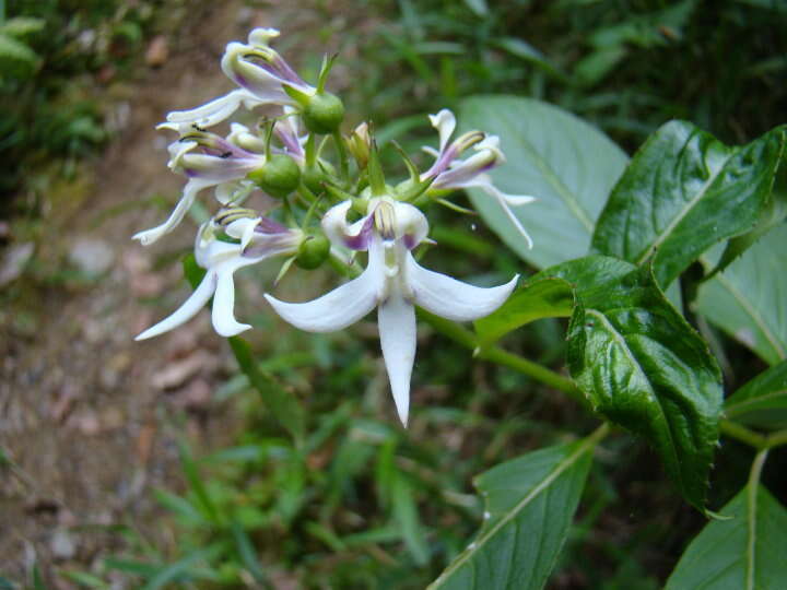 Image of Lobelia borneensis (Hemsl.) Moeliono