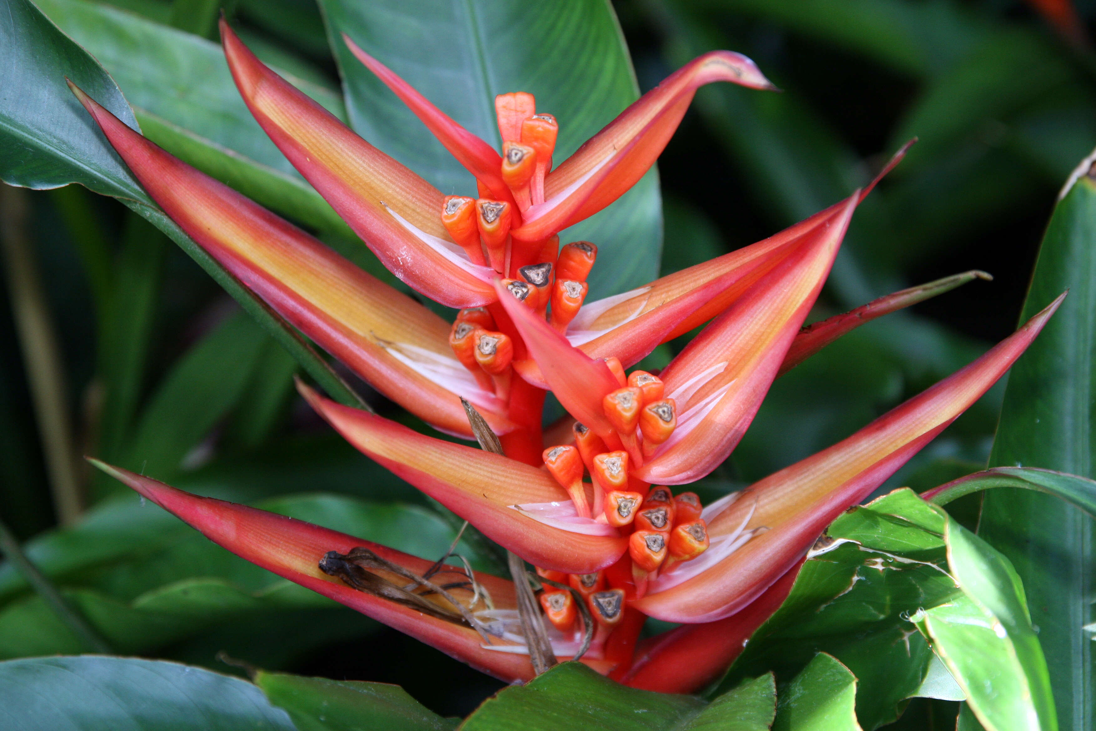 Image of Heliconia angusta Vell.