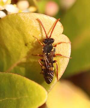 Image of Nomada fulvicornis Fabricius 1793