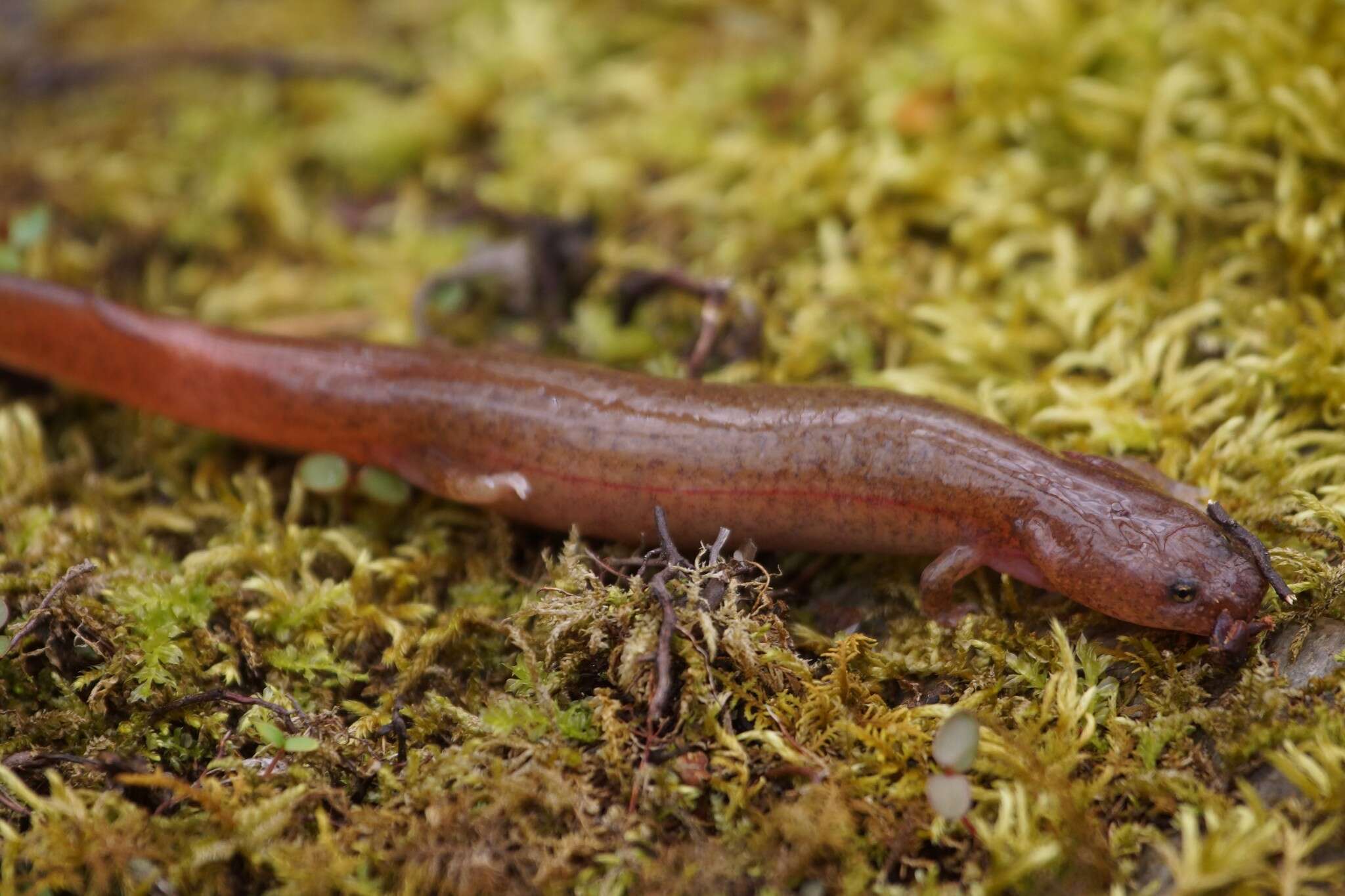 Image de Gyrinophilus porphyriticus danielsi (Blatchley 1901)