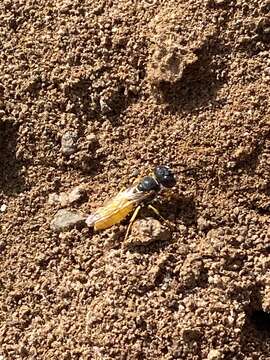 Imagem de Philanthus triangulum abdelcader Lepeletier 1845