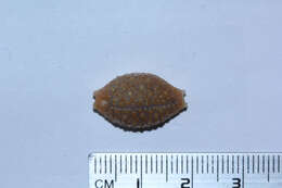 Image of Kernel cowry