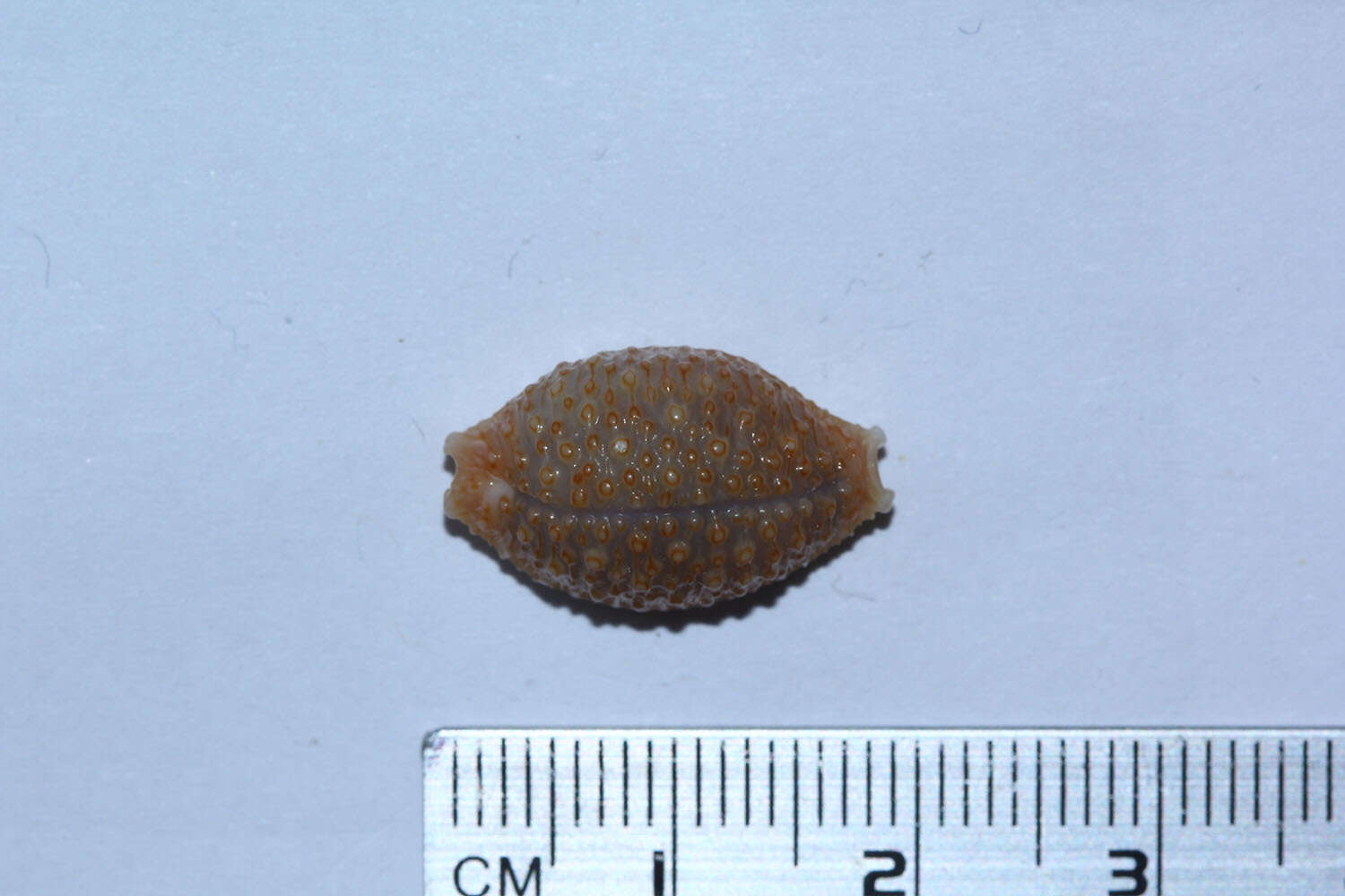 Image of Kernel cowry