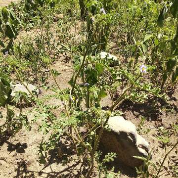 Image of melonleaf nightshade