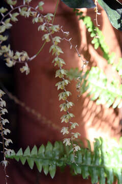 Dendrochilum cobbianum Rchb. fil. resmi