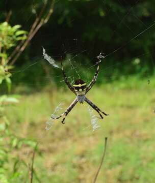 Image of Argiope boesenbergi Levi 1983