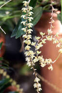 Dendrochilum cobbianum Rchb. fil. resmi