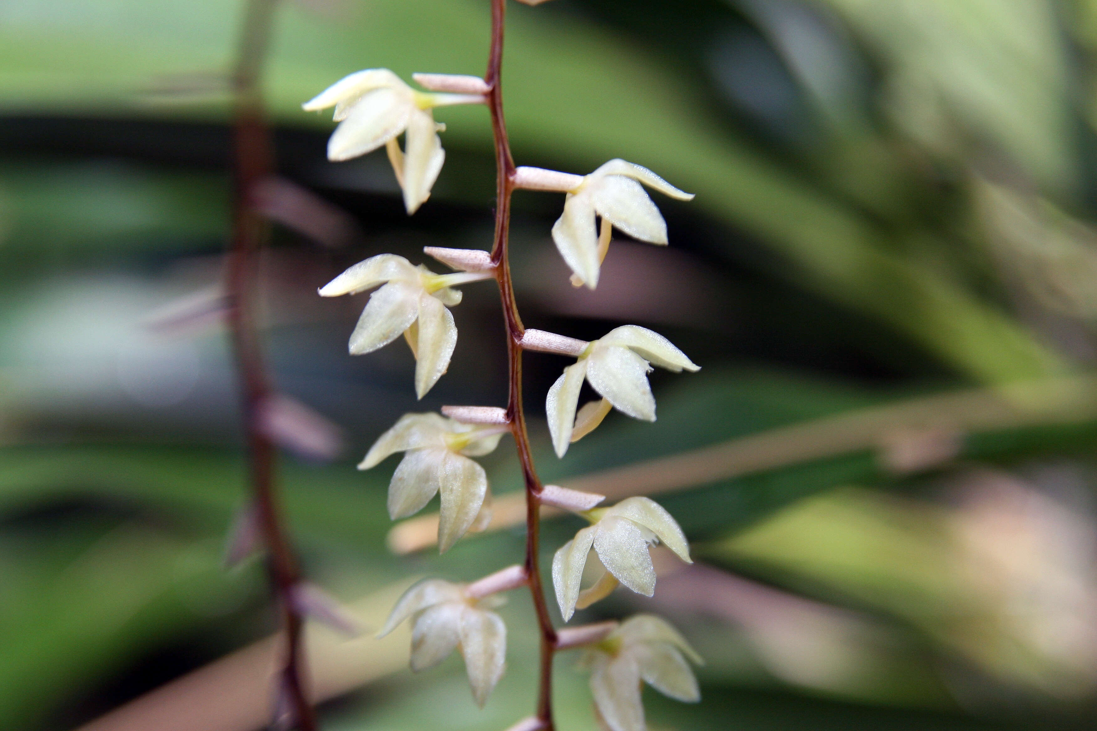 Dendrochilum cobbianum Rchb. fil. resmi