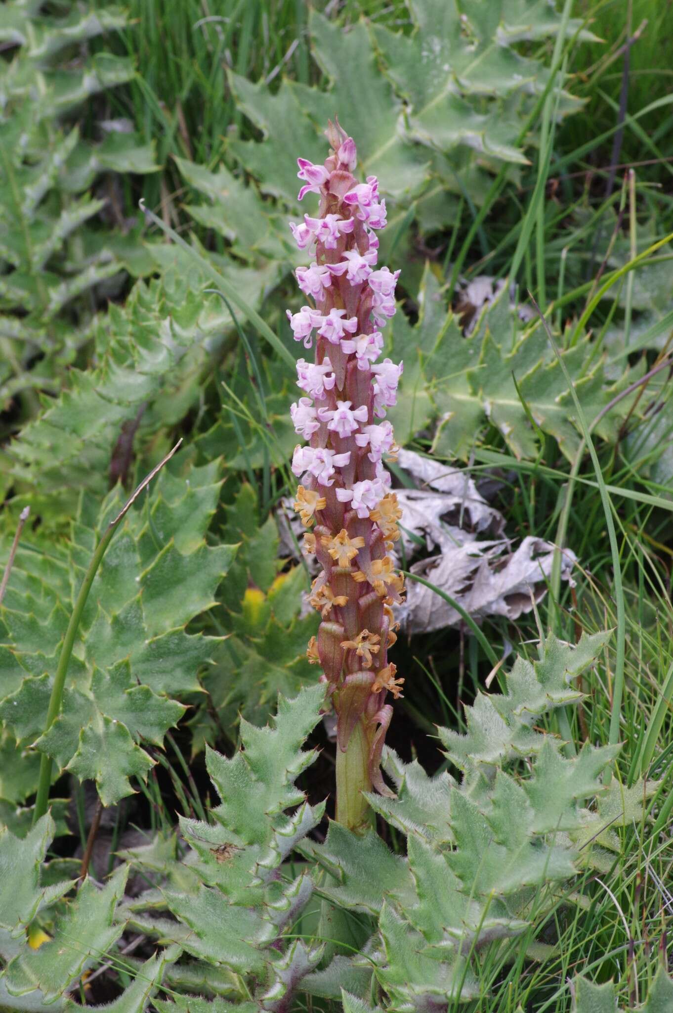 Image de Satyrium neglectum Schltr.