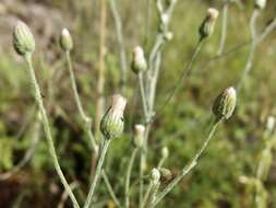 Image of Cochise horseweed