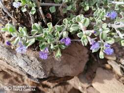 Image of Polygala asbestina Burch.