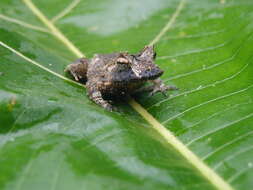 Image of Solomon Islands Leaf Frog