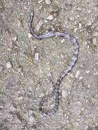 Image of Butler's Wolf Snake