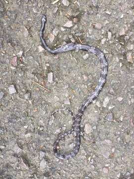 Image of Butler's Wolf Snake